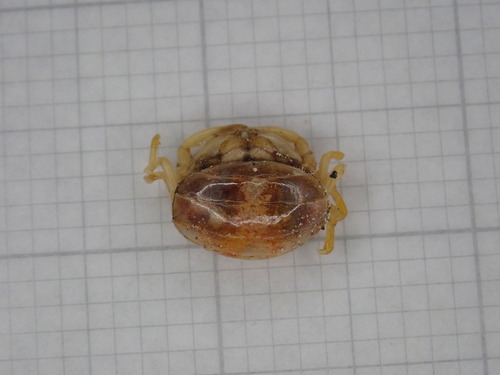 Pinnotheres pectunculi