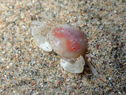 Pinnotheres pisum