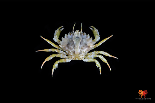 Pirimela denticulata