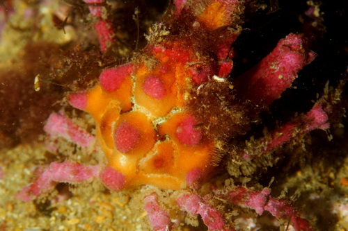 Pisa nodipes
