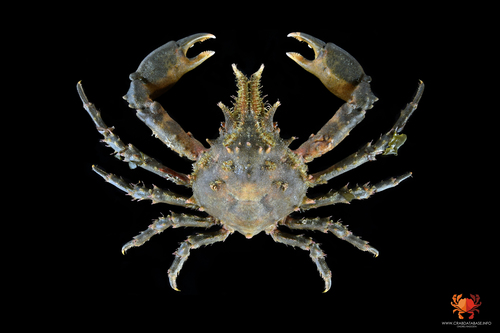 Pisa tetraodon