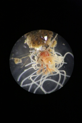 Pista maculata