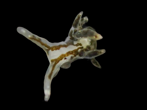Placida dendritica