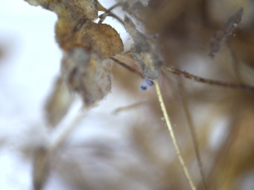 Plagiostomum vittatum