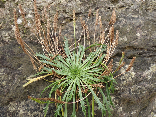 Plantain corne-de-cerf