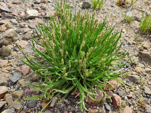 Plantago maritima
