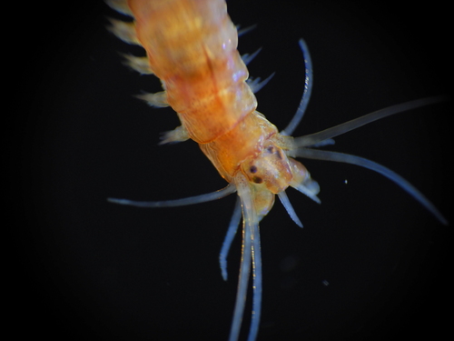 Platynereis dumerilii