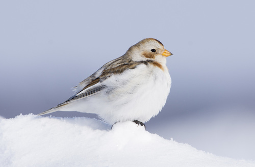 Bruant des neiges