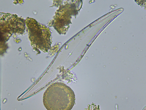 Pleurosigma angulatum