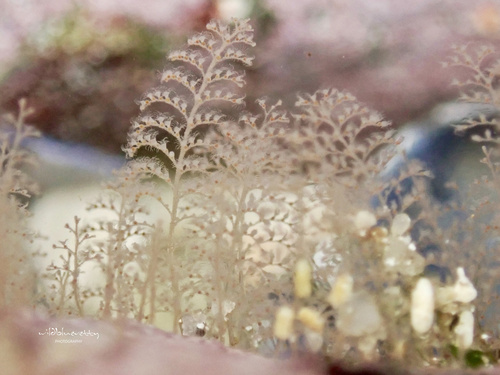 Plumularia setacea