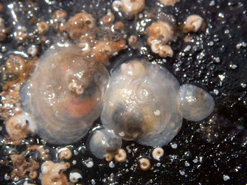 Pododesmus patelliformis