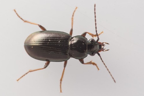 Pogonus chalceus