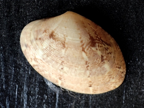 Palourde jaune, Paourde poulette