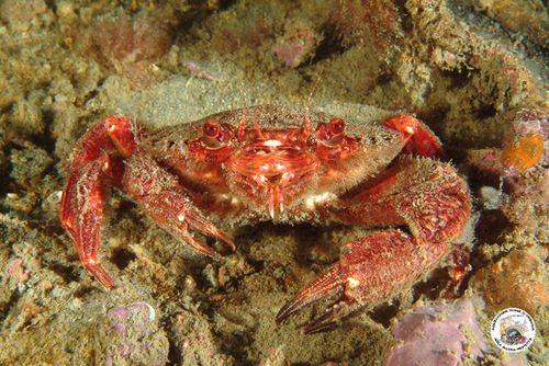 Polybius corrugatus