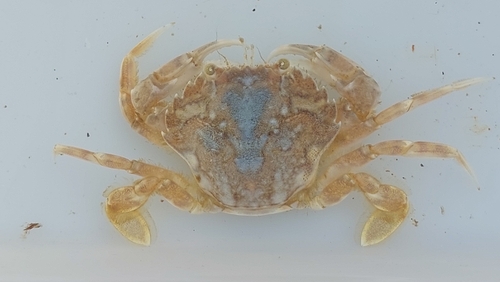 Polybius dioscurus