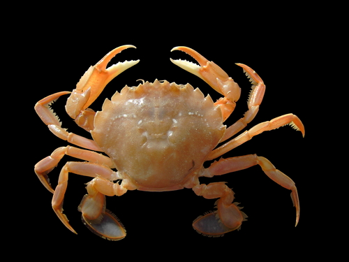 Polybius holsatus