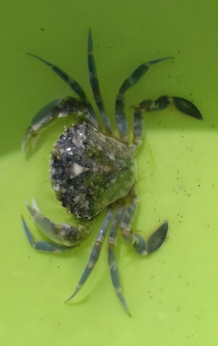 Polybius marmoreus