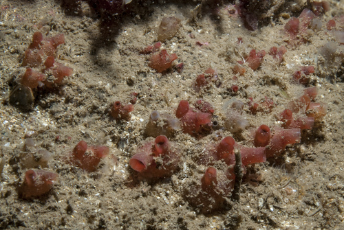 Polycarpa errans