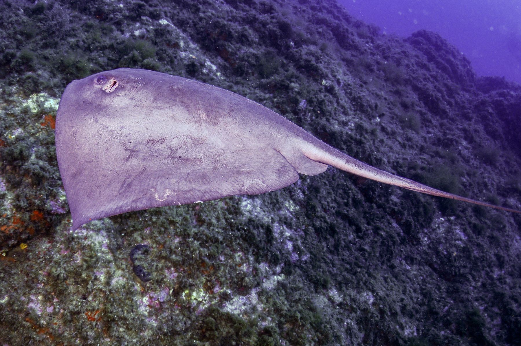 Pastenague pélagique
