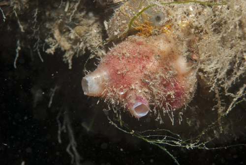 Polycarpa scuba