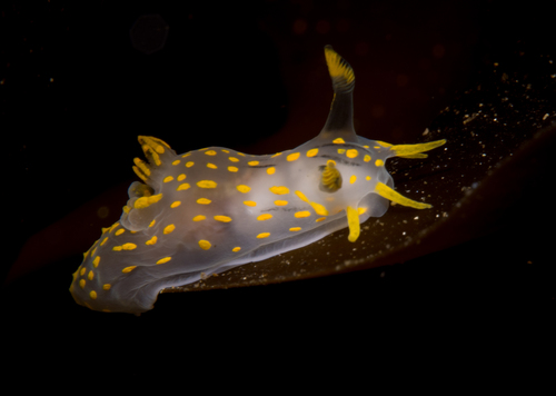 Polycera quadrilineata