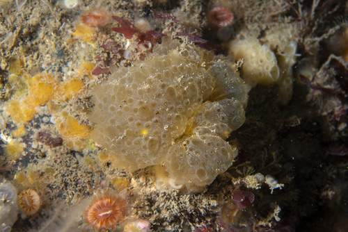 Polyclinum aurantium