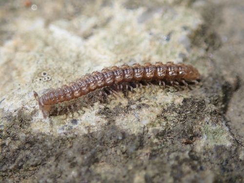 Polydesmus asthenestatus