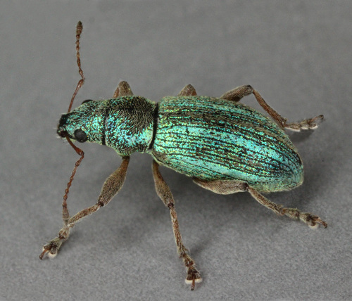 Polydrusus pulchellus