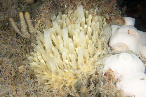 Polymastia penicillus
