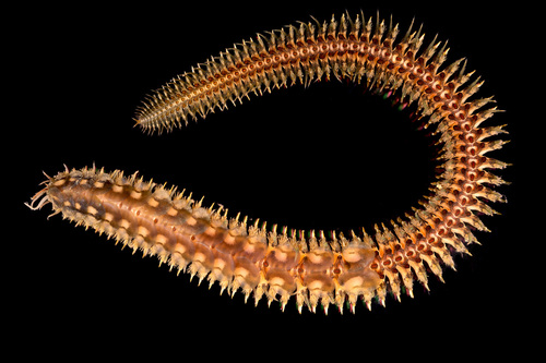 Polynoe scolopendrina