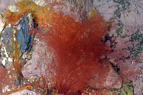 Polysiphonia morrowii