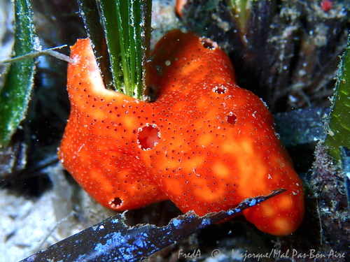 Polysyncraton lacazei