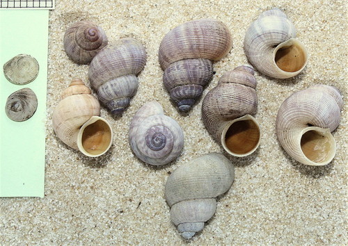 Pomatias elegans