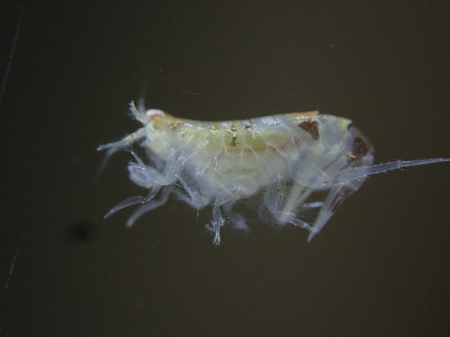 Pontocrates altamarinus