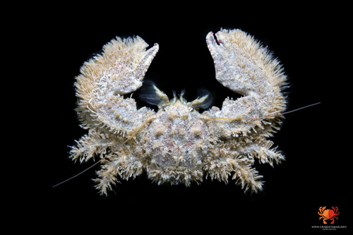 Porcellana platycheles