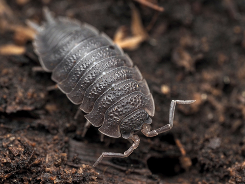 Porcellio scaber