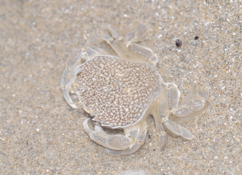 Portumnus latipes