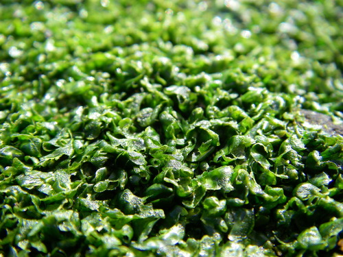 Prasiola stipitata