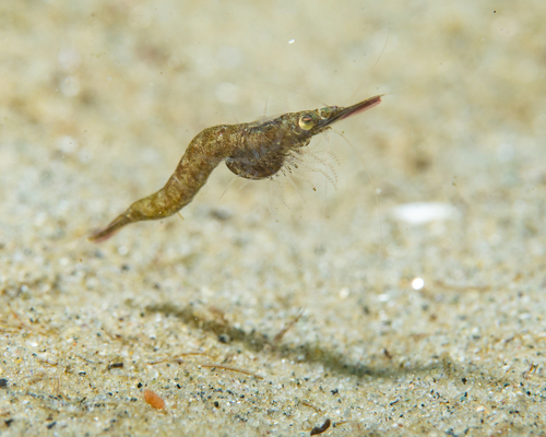 Praunus flexuosus