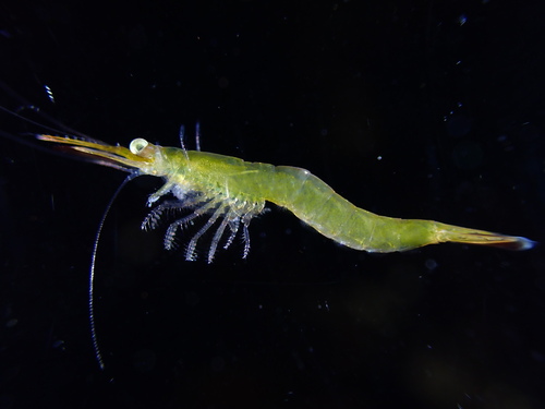 Praunus neglectus