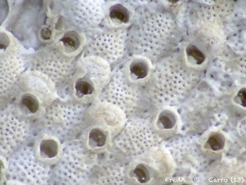 Prenantia cheilostoma