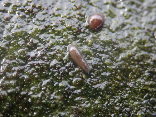 Procerodes littoralis