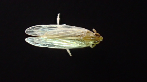 Prokelisia marginata