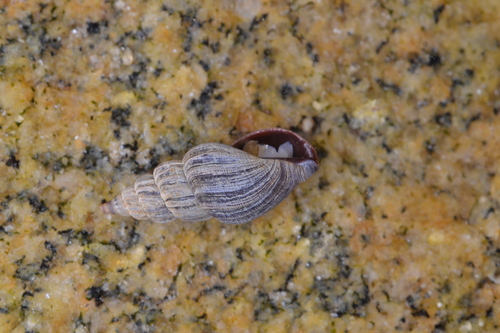 Propebela rufa