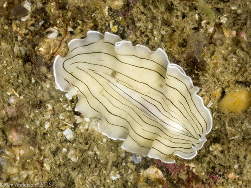 Prostheceraeus vittatus