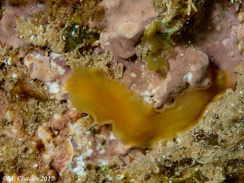 Prosthiostomum siphunculus