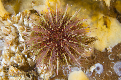 Psammechinus miliaris
