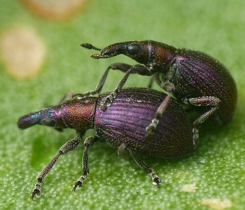 Pseudaplemonus limonii