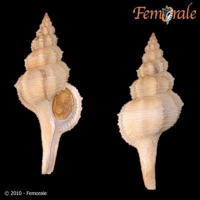 Pseudofusus rostratus