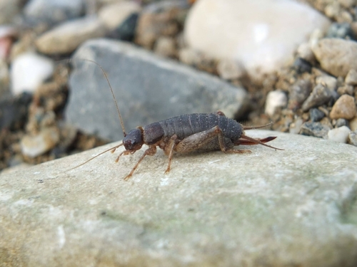 Gillon manchois